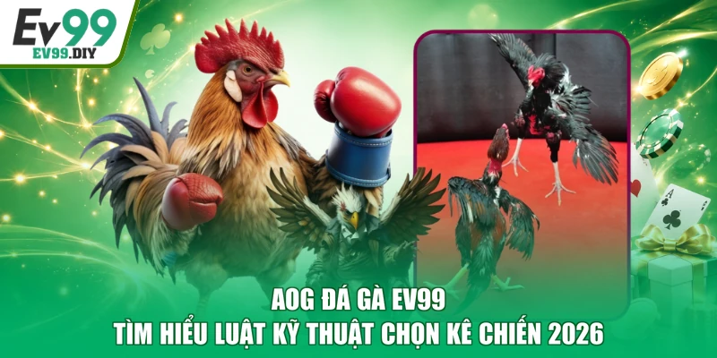 AOG Đá Gà EV99 - Tìm Hiểu Luật Kỹ Thuật Chọn KÊ Chiến 2026