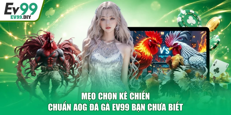 Mẹo chọn kê chiến chuẩn AOG đá gà EV99 bạn chưa biết