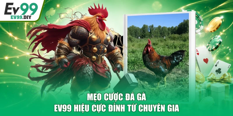 Mẹo cược đá gà EV99 hiệu cực đỉnh từ chuyên gia