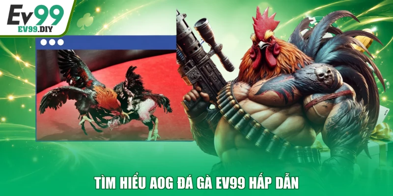 Tìm hiểu AOG đá gà EV99 hấp dẫn